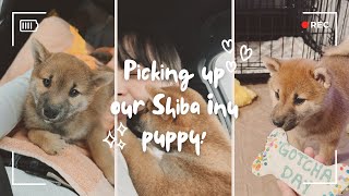 Picking Up Our 8-Week-Old SHIBA INU PUPPY! | prep, puppy essentials, shopping haul 🐕🐾💕