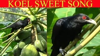 Asian Western Koel Beautiful Song~Koel calling~Bird sound