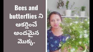 Orange jasmine/Murraya Paniculata/Chinese box plant care and growing tips/Groplants