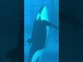 リンちゃんサービス良いね　名古屋港水族館 shorts