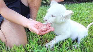 BABY LION FEEDING GONE WRONG ! I CANT BELIEVE THIS.....