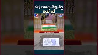 iSmart News : కుక్క కాటుకు చెప్పు దెబ్బ అంటే ఇదే - TV9