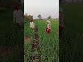 आम्ही शेतकरी आहे याचा गर्भ आहे आम्हाला royalशेतकरी farming shortvideos शेतकरीbrand viralvideos