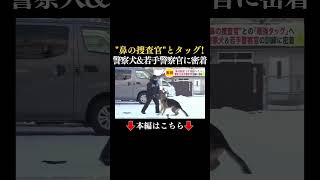 👆本編はこちら👆【密着】“鼻の捜査官”警察犬と最強タッグ目指す若手警察官の訓練の現場　北海道