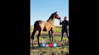 الله يبارك ابن الفحل اسد السماعلة❤️🐎 #التبوريدة_المغربية #خيل #حصان #الخيل #سوق لكفاف