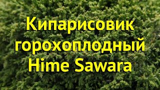 Кипарисовик горохоплодный Химе савара. Краткий обзор, описание chamaecyparis pisifera hime sawara