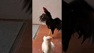 🐔கோழிக்கு உடம்பு சரியில்லை🤣 #funny_chicken #kozhi_koothugal #trending #youtubeshorts #viralvideo #yt