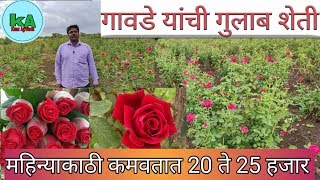 Rose cultivation : गुलाब शेती :