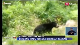 Beruang Madu Berkeliaran \u0026 Memangsa Ternak, Petugas BKSDA Pasang Perangkap - iNews Siang 10/02