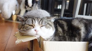 まる毛ベレー帽と壊れた箱とねこ。-Fur beret and broken box and Maru.-