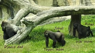 Gorilla mom told son. Don't play. Follow D'jeeco dad 2022-9-19 1035