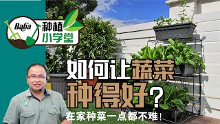 【Baba种植小学堂】居家种菜必学！3分钟学会在家种有机叶菜，在家种菜一点都不难 | 如何种叶菜 | 种叶菜方法