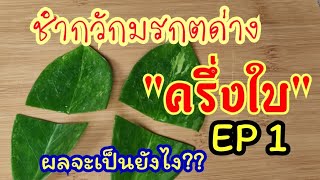 ชำครึ่งใบกวักมรกตด่างEP1#กวักมรกตด่าง​#การขยายพันธุ์กวักมรกตด่าง#การชำใบกวักมรกตด่าง