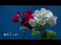 餞に愛を sabio feat.重音テト