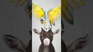 cute goat baby | goat sound | cute goten | goat video | funny goat | cute goat funny video | #shorts