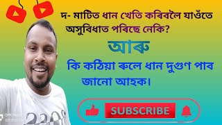 দ- মাটিত ধান খেতি কৰিবলৈ অসুবিধাত পৰিছে নেকি? দ- মাটিত কি কঠিয়া ৰুলে ধান দুগুণ পাব।