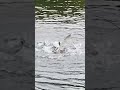 ２ mallard ducks spinning and splashing water 💦 マガモ2羽 水しぶきバシャバシャ周る shorts birds duck 野鳥