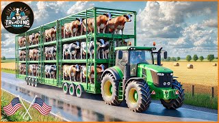 Transporting Cows This Way - Farmers Raising Millions Of Cows - Why Is Oxtail An Expensive Dish?