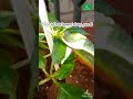 #Impatiens care, #DIY supporting stem of a potted plant during growth. #organicgarden #gardening