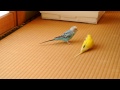 20140923 セキセイインコ　ピー＆ハル　ティッシュの取り合い