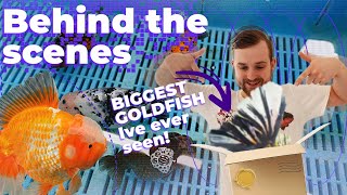 How to buy goldfish online? | JUMBO FISH SHIPMENT | Shipping Goldfish with @StarFisheriesUK