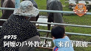 ［散步直播］975_阿嬤の戶外教學課｜來看羊跟鹿