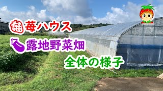 苺ハウスや露地野菜畑の全体の様子です【農業】【栽培】