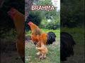 Brahma chicken: The giant king of all poultry! #brahmarooster #brahmachicken #hühner #rooster #🐓