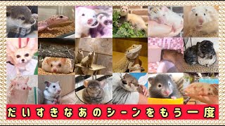 【最終回？！】ここまで来れたのは皆さまのおかげです【ありがとう】