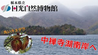 中禅寺湖南岸の紅葉！丸いカエデ⁈ 2021年10月20日 【奥日光一分自然情報】