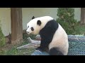 lin ping the giant panda tells her keeper she wants apples