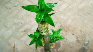 Great ideas - How to make Bamboo Plant Pots Garden Decor
