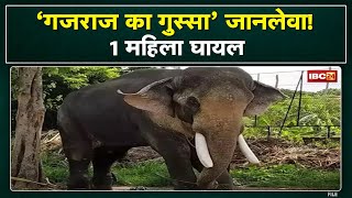 Pendra Elephant Attack : झिरियानाला में हाथी का उत्पात | 1 महिला घायल, करगीकला में घर को तोड़ा...