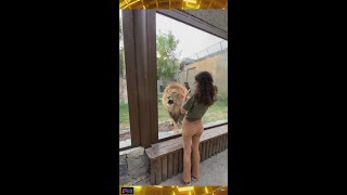 Male Lion Attack - Erkek Aslan Saldırısı