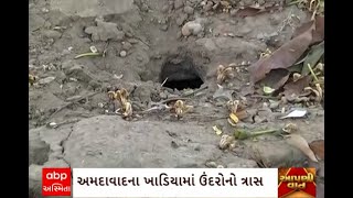 Ahmedabad News : અમદાવાદના ખાડિયામાં વધ્યો ઉંદરોનો ત્રાસ, કોર્પોરેટરની રજૂઆત છતાં કોઈ કામગીરી નહીં