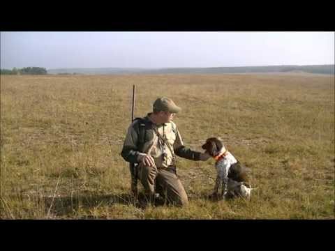 Hunting Dog Training Youtube