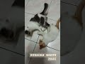 ANAK SI COMEL BERGURAUAN WAKTU PAGI 🐈