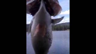 5lb 8oz Bass at Spring Valley reservoir, Idaho.