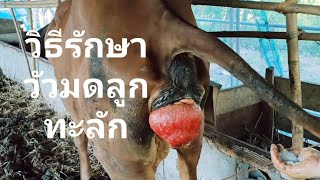 วิธีรักษาวัวมดลูกทะลัก - อาชีพสร้างรายได้Channel