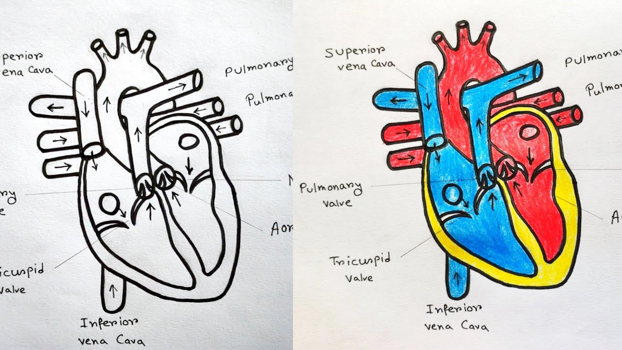 How To Draw Diagram Of Human Heart Step By Step Easy Human Heart My