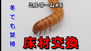 ミルワーム#6　冬でも繁殖してます　床材交換でさらに