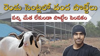 రెండు సెంట్లలో వంద పొట్టేలు || పచ్చి మేత లేకుండా పెంపకం ||