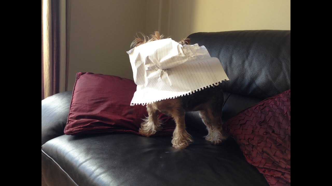 Angry Yorkie Youtube