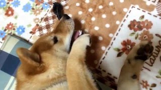 靴べらが大好き！柴犬の子犬どんぐり love shoehorn! Puppy Shiba Inu Donguri