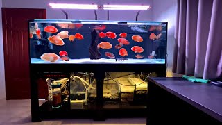 Beautiful Super Red Oscar Cichlids Tank | Best Oscar Aquarium