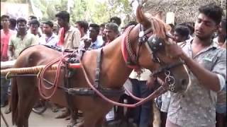 பூஞ்சிட்டு குதிரை வைரிவயல் Poonchittu Kuthirai  vairivayal rekla race