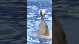 Dolphin show where to go for children's day#youtube#shotsvideo #pool #swimming#trending