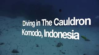 Diving in Cauldron a.k.a Shotgun, Komodo National Park, Indonesia with Strong Current