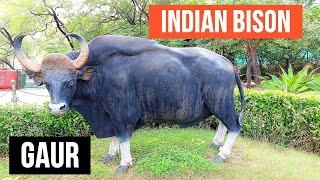 Indian Bison | Indian Gaur | गौर | Very Big Powerful Bison ( Gaur ) With Family