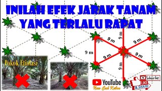 Dampak Negatif Jarak Tanam Kelapa Sawit Yang Terlalu Dekat